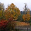 fall color 002